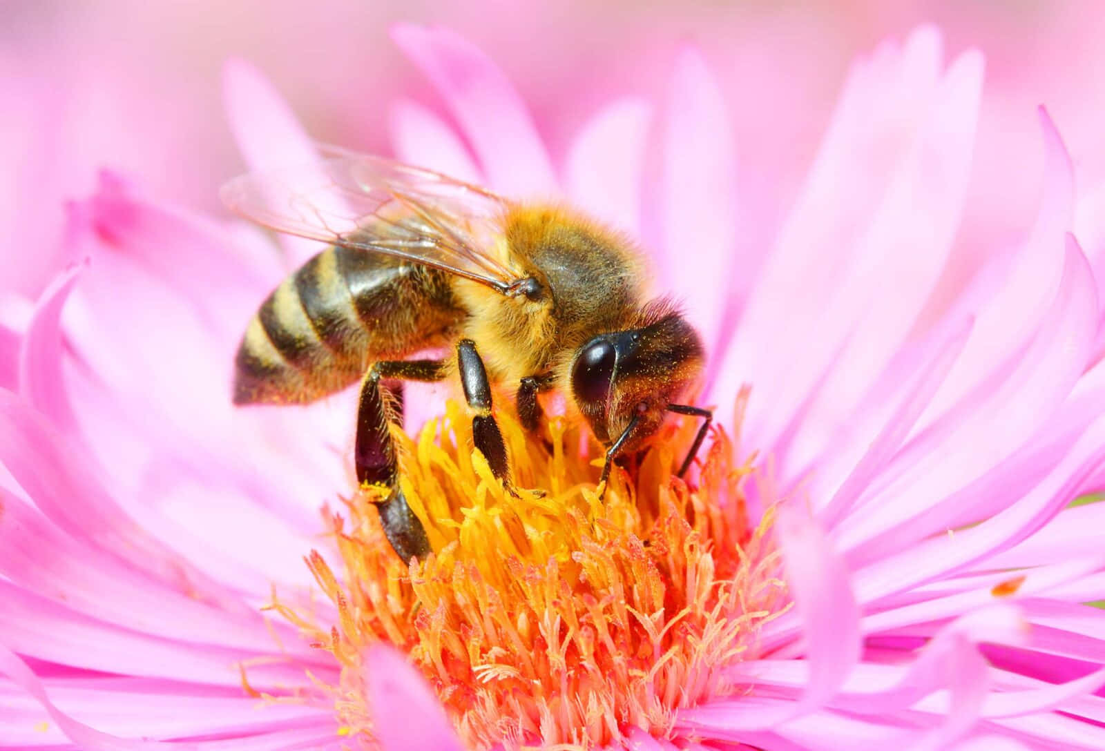 Bee Billeder 1600 X 1088
