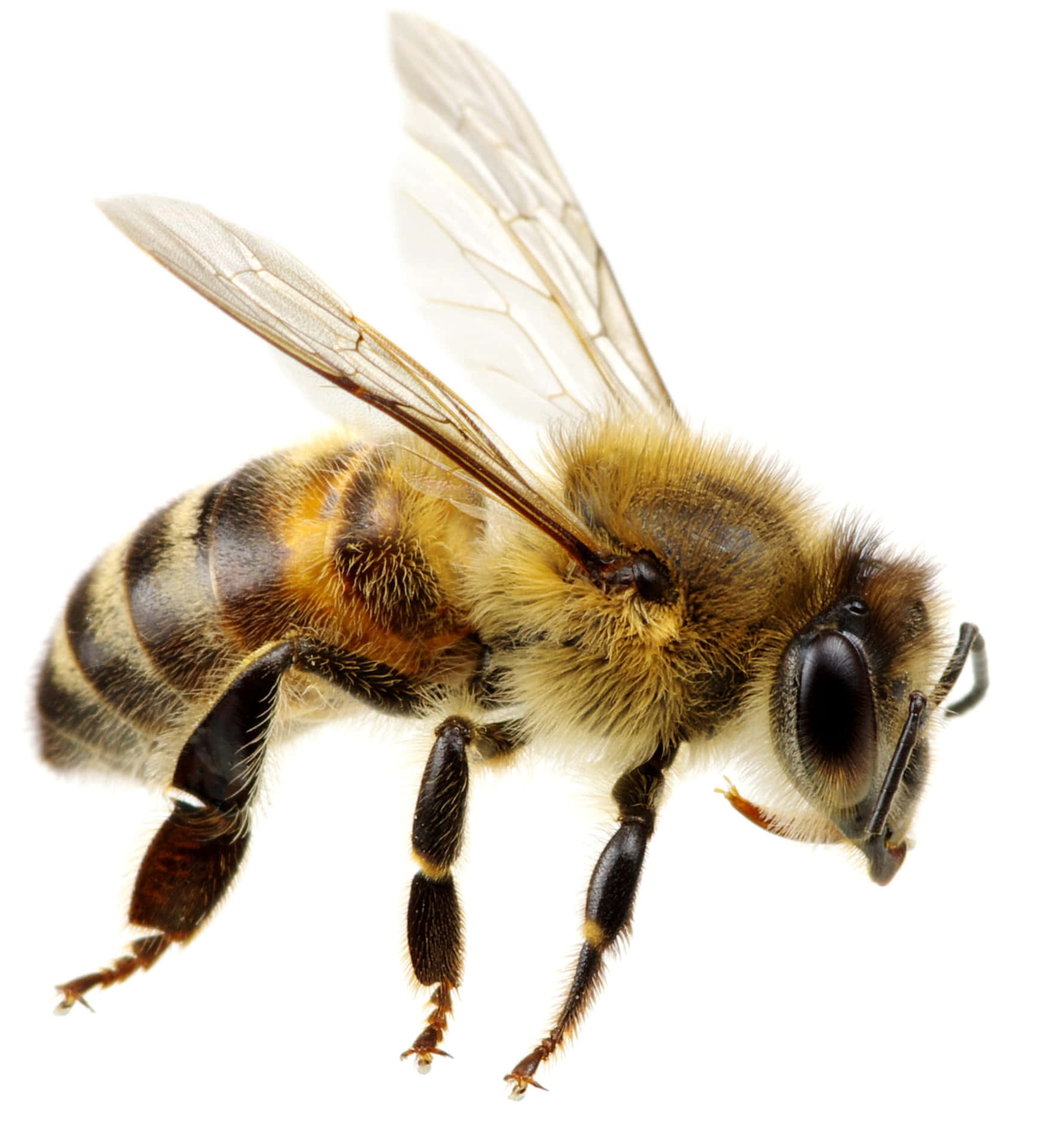 Bee Billeder 1815 X 1993