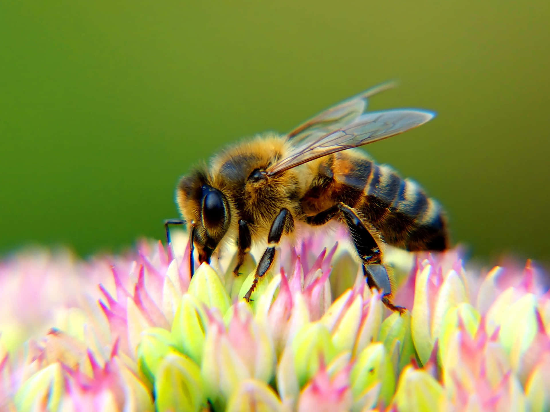Billeder af bier strømmer over skærmen.
