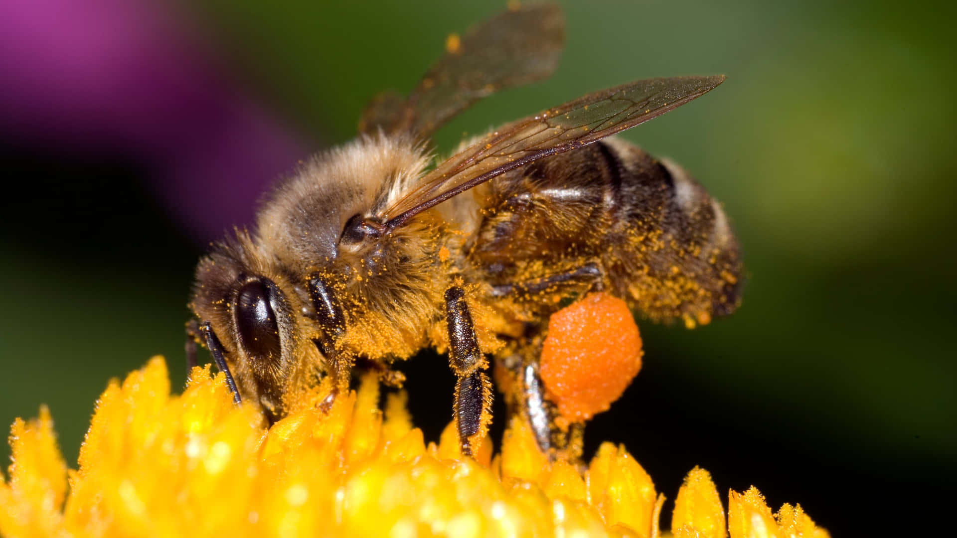 Bee Billeder 2048 X 1152