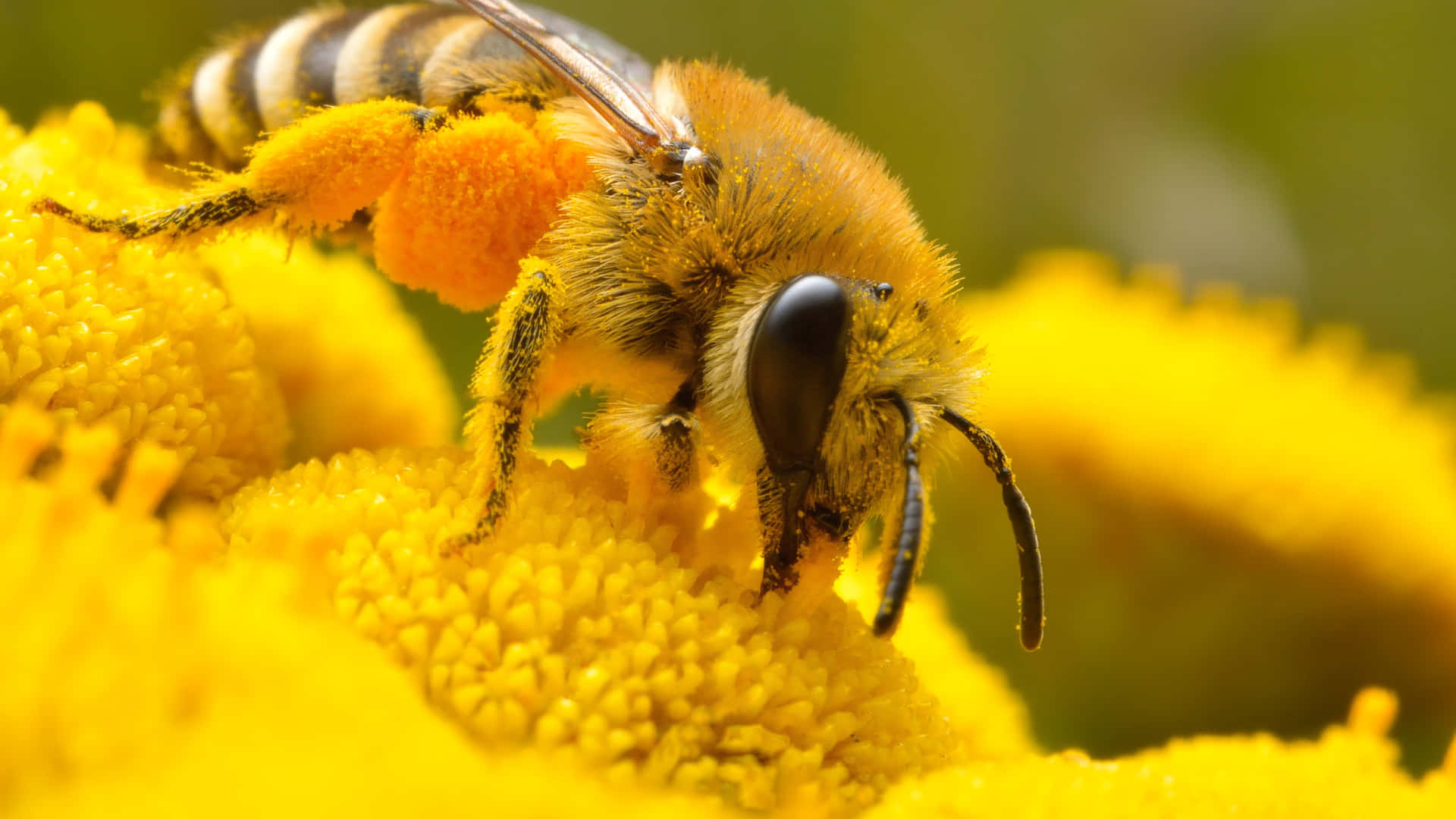 Bee Billeder 5120 X 2880