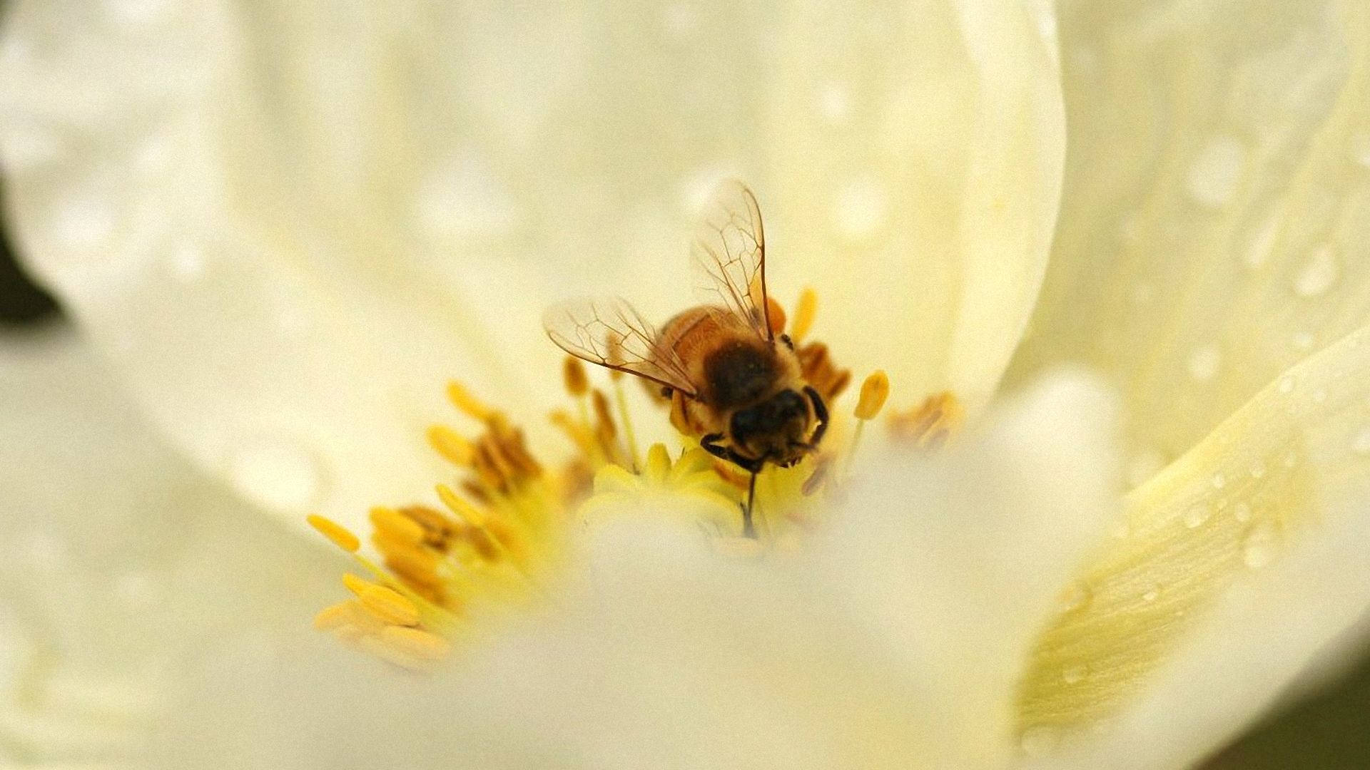Bee Collecting Pollen On A White Flower Wallpaper