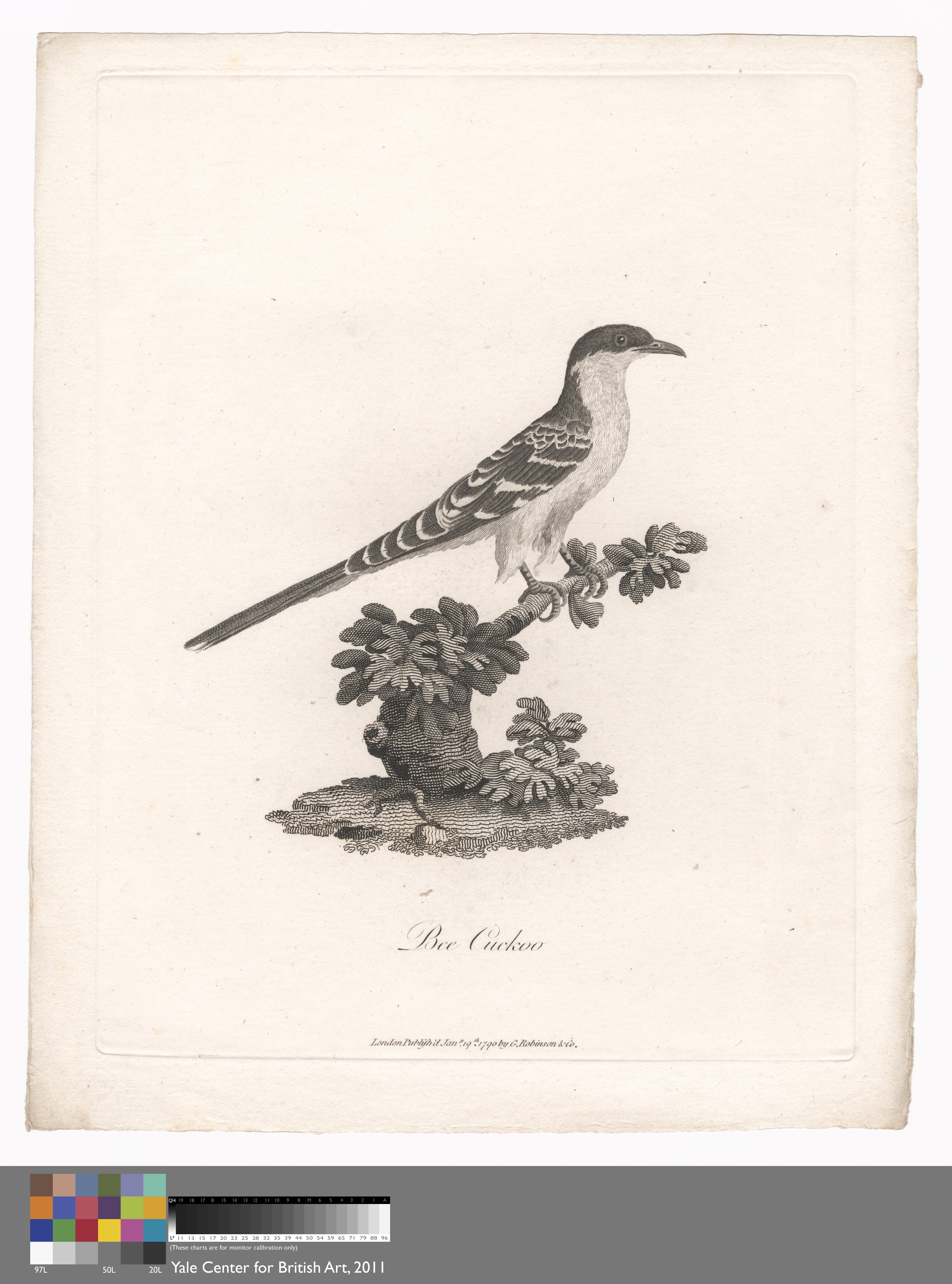Bee Cuckoo Wallpaper