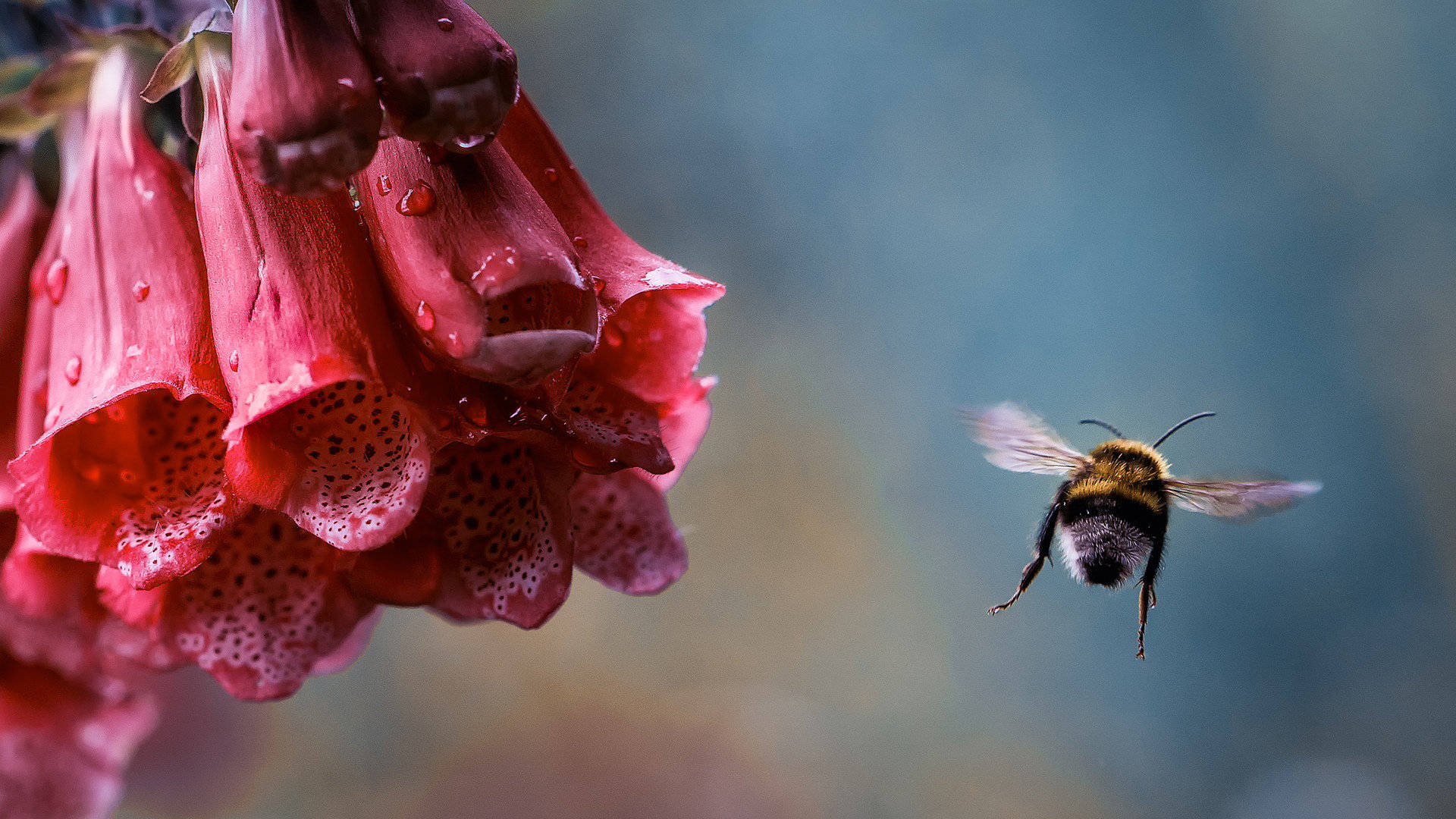 Bee Flying Near A Red Digitalis Wallpaper