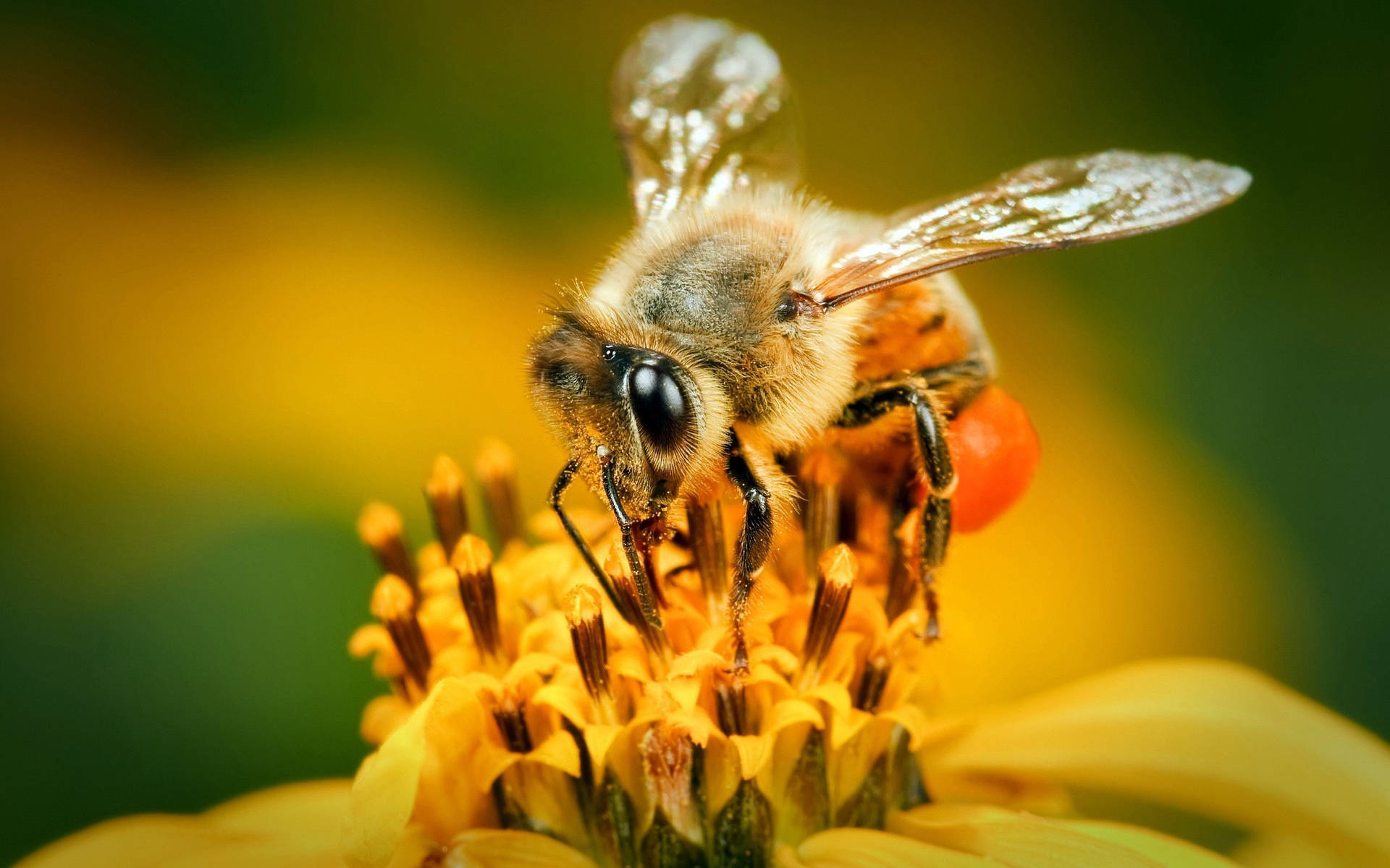 Bee Harvesting Pollen Wallpaper