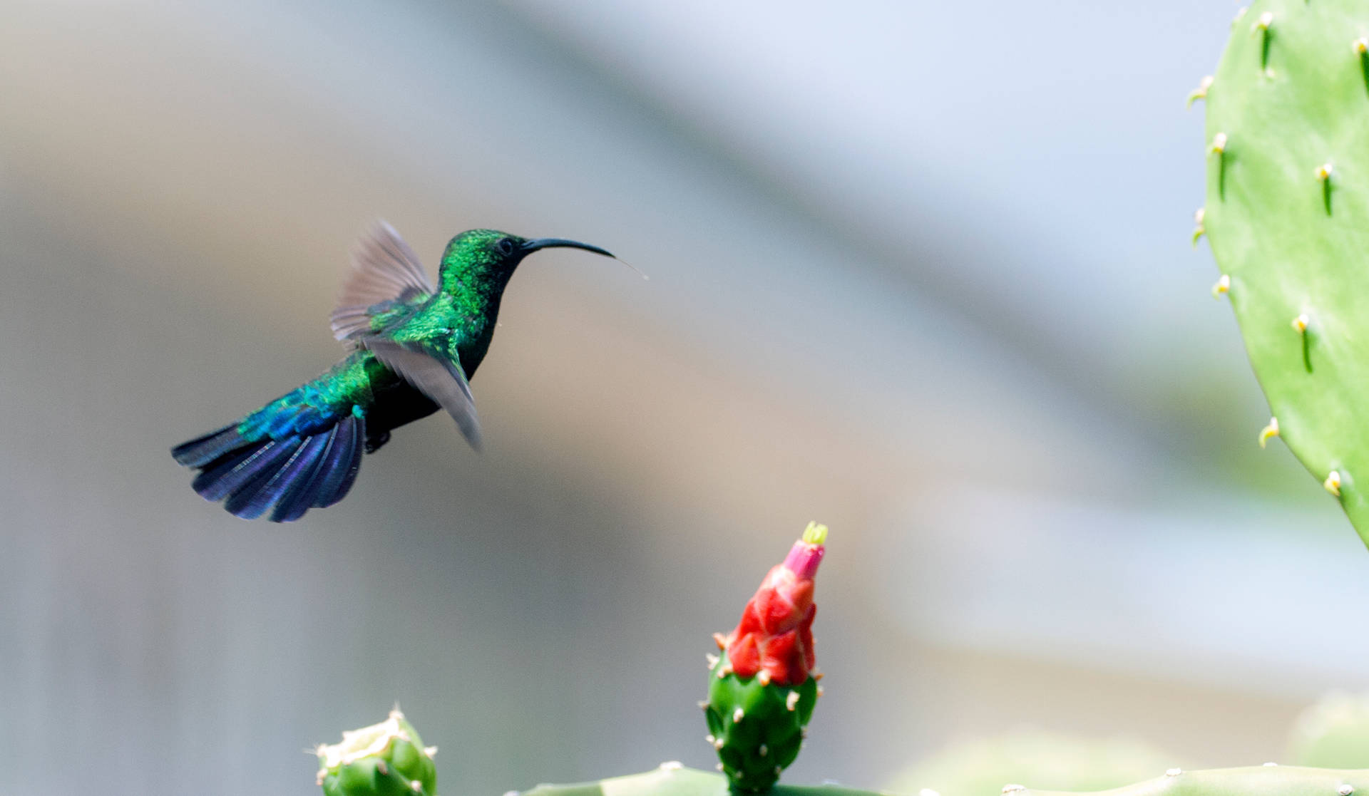 Bee Hummingbird Em Barbados Papel de Parede