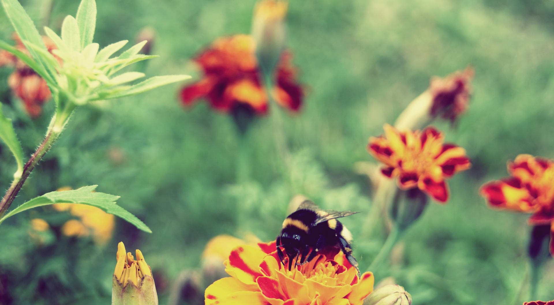Bee In A Beautiful Flower Field Wallpaper