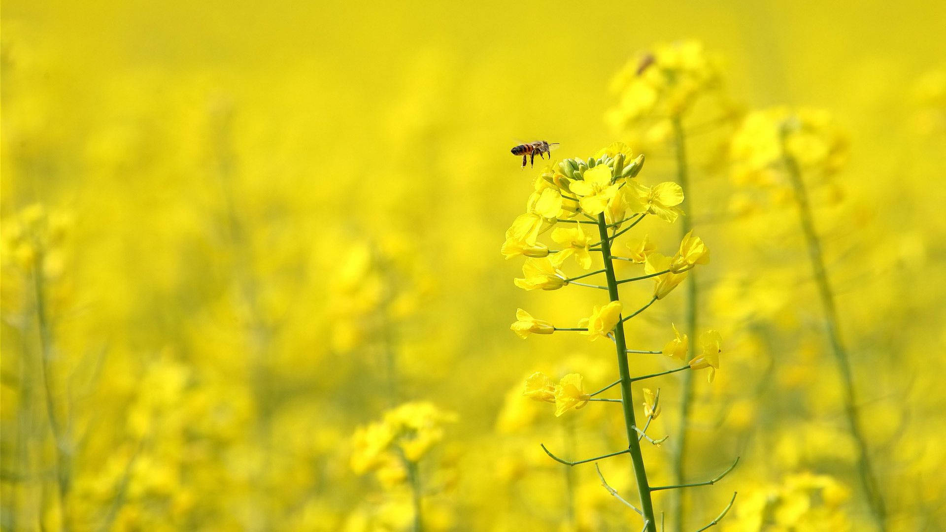 Bee In A Field Of Yellow Flowers Wallpaper