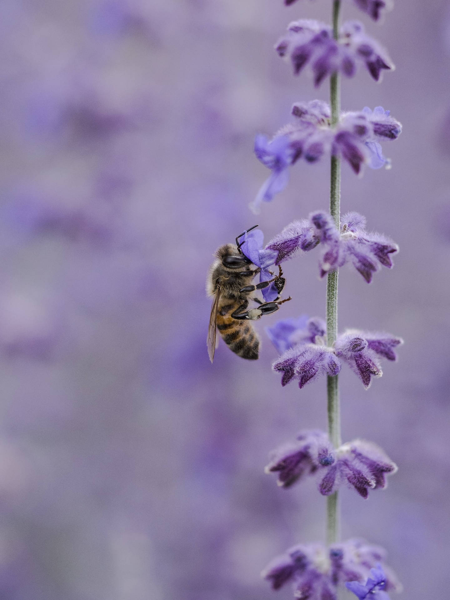 Bee In A Lavandula Purple Flower Iphone Wallpaper