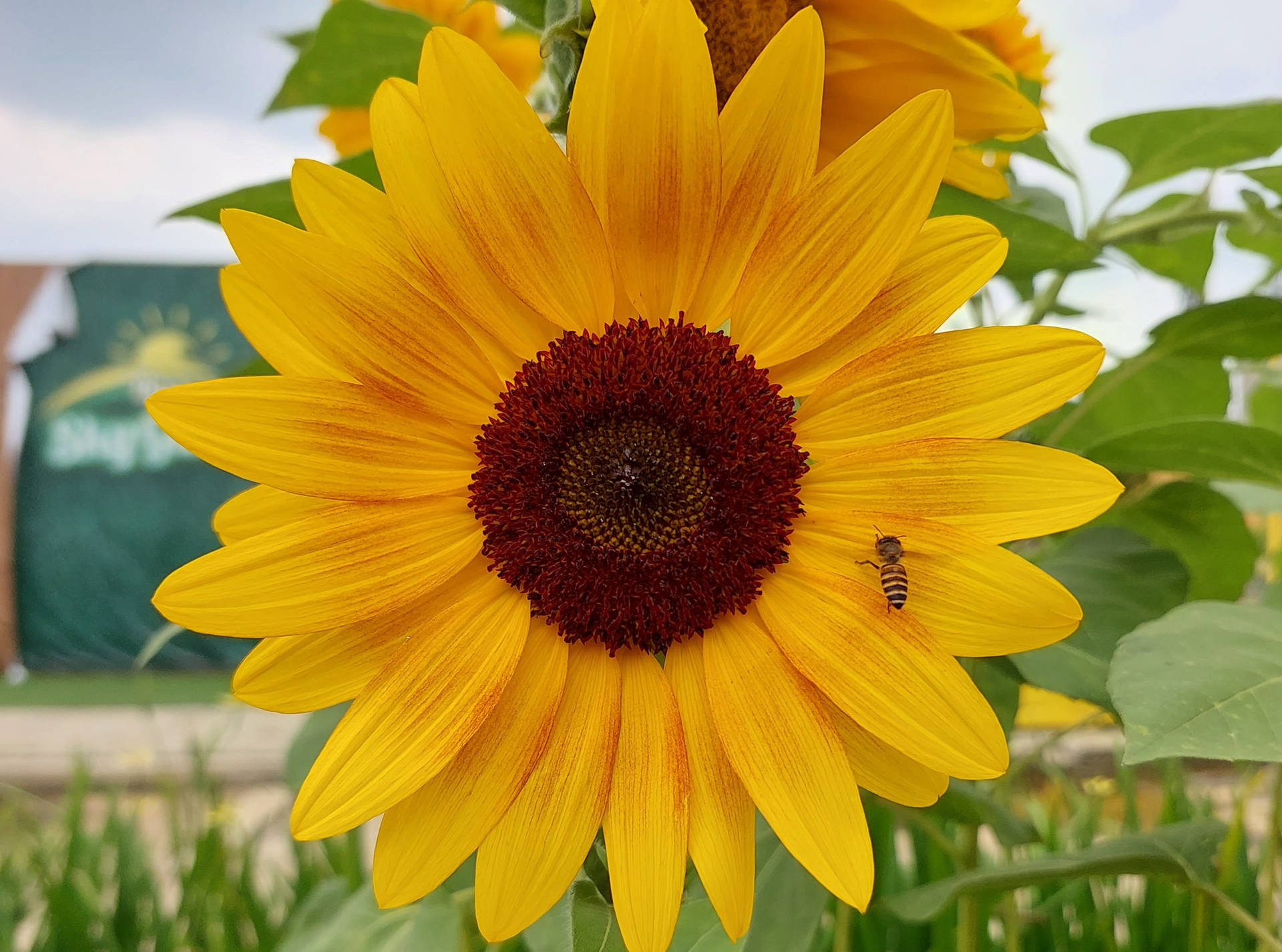 Bee In Sunflower Aesthetic Petal Wallpaper