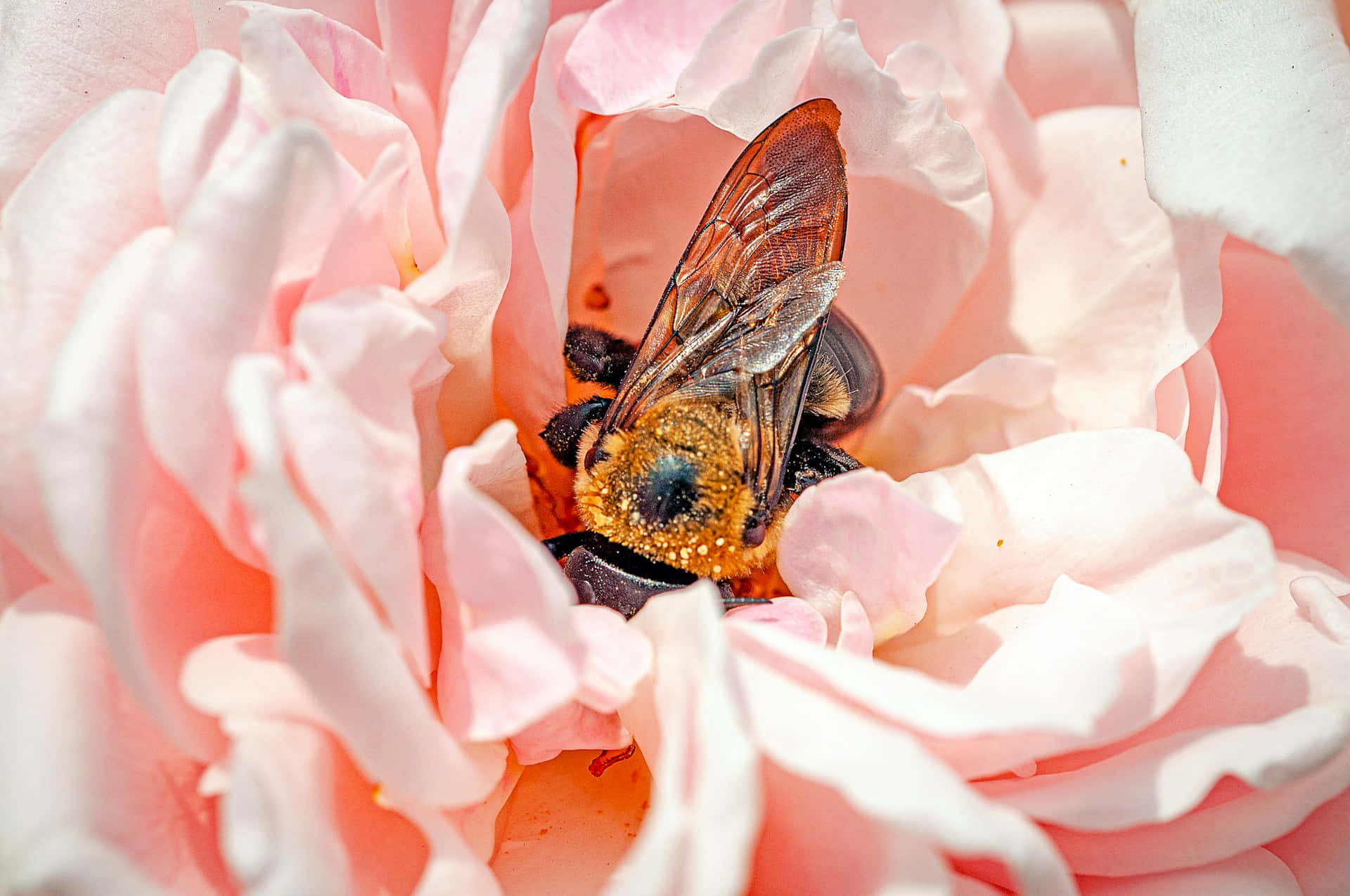 Bee Inside Rose Pastel Aesthetic Wallpaper