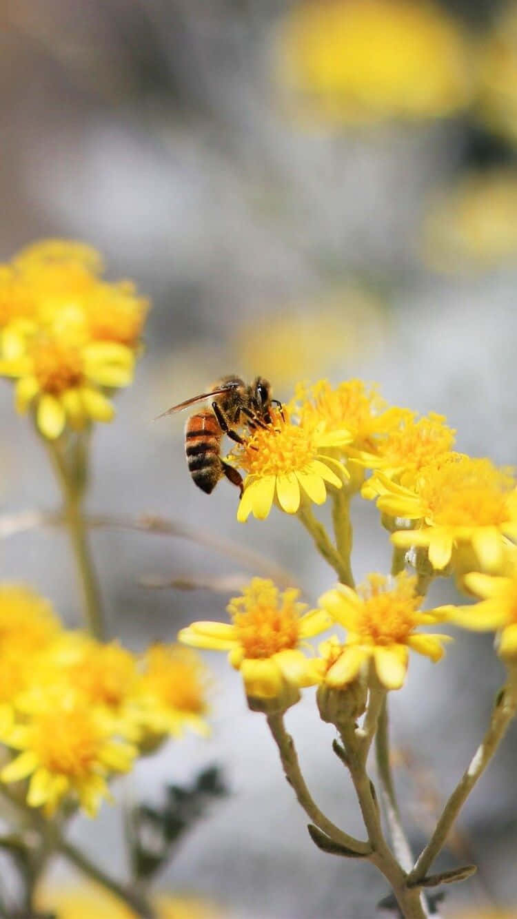 Bee Gathering Honey Yellow Flowers Iphone Wallpaper