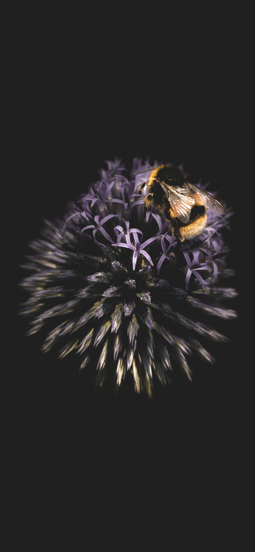 Bienenästhetischer Kreisförmiger Effekt Iphone Wallpaper