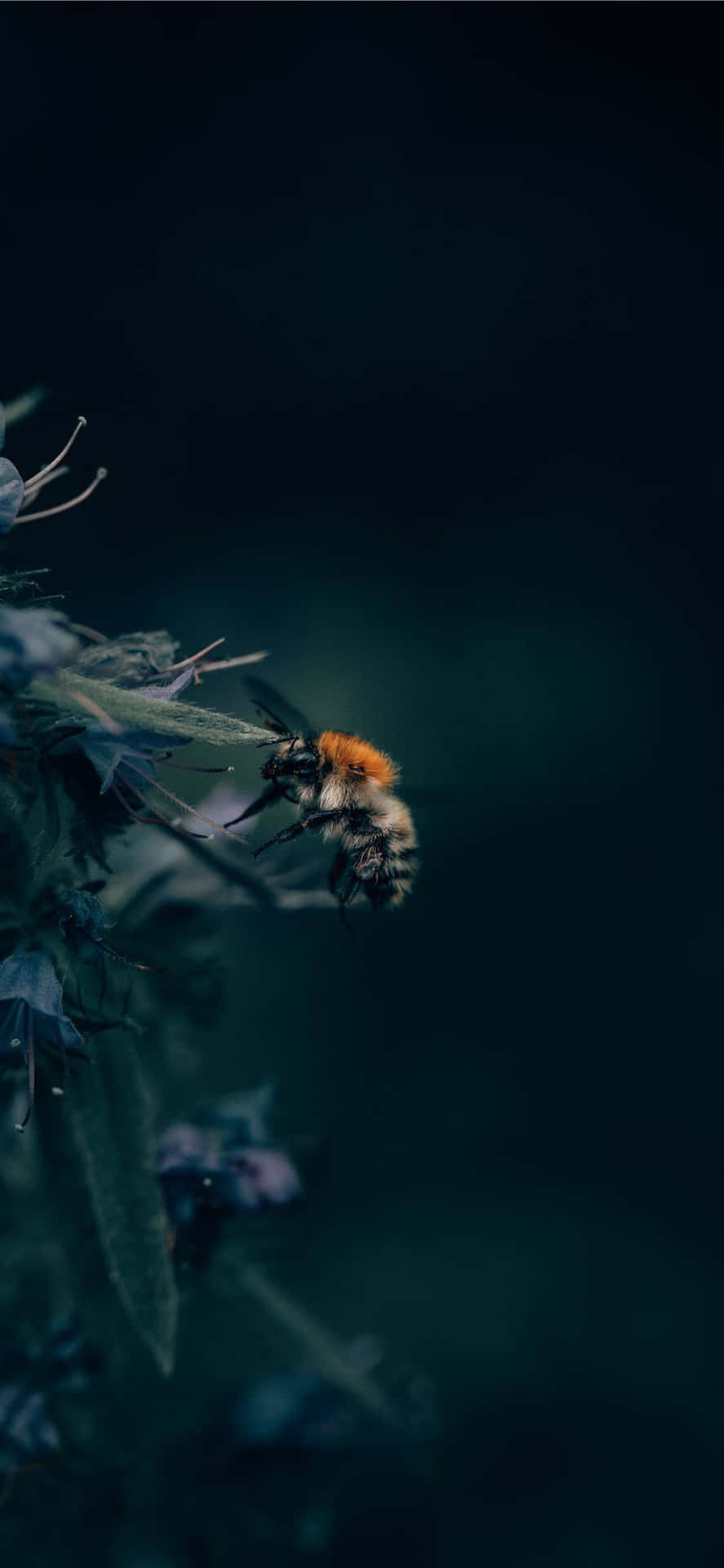 Bee Aesthetic Photo Iphone Wallpaper