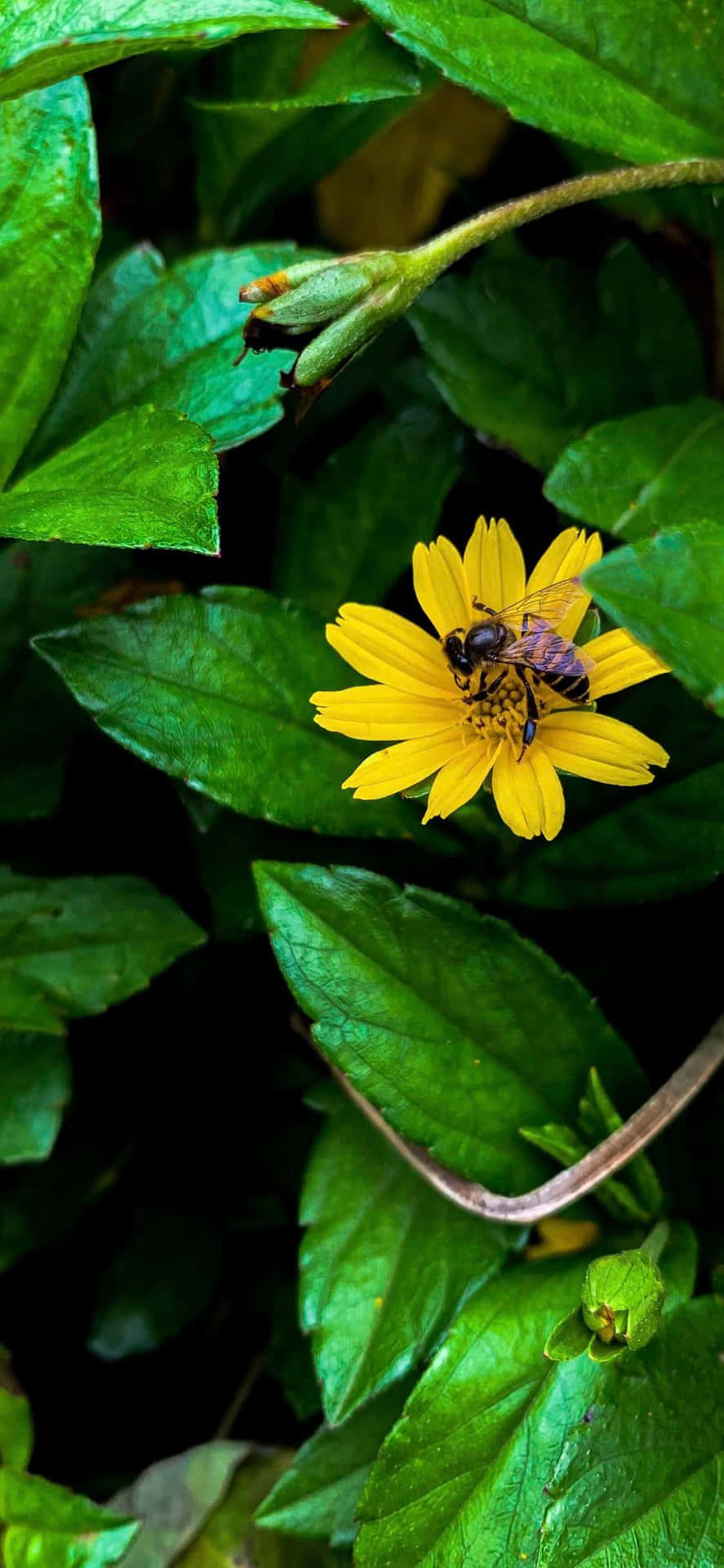 Bienensammeln Von Gelber Blume Mit Grünen Blättern Iphone Wallpaper