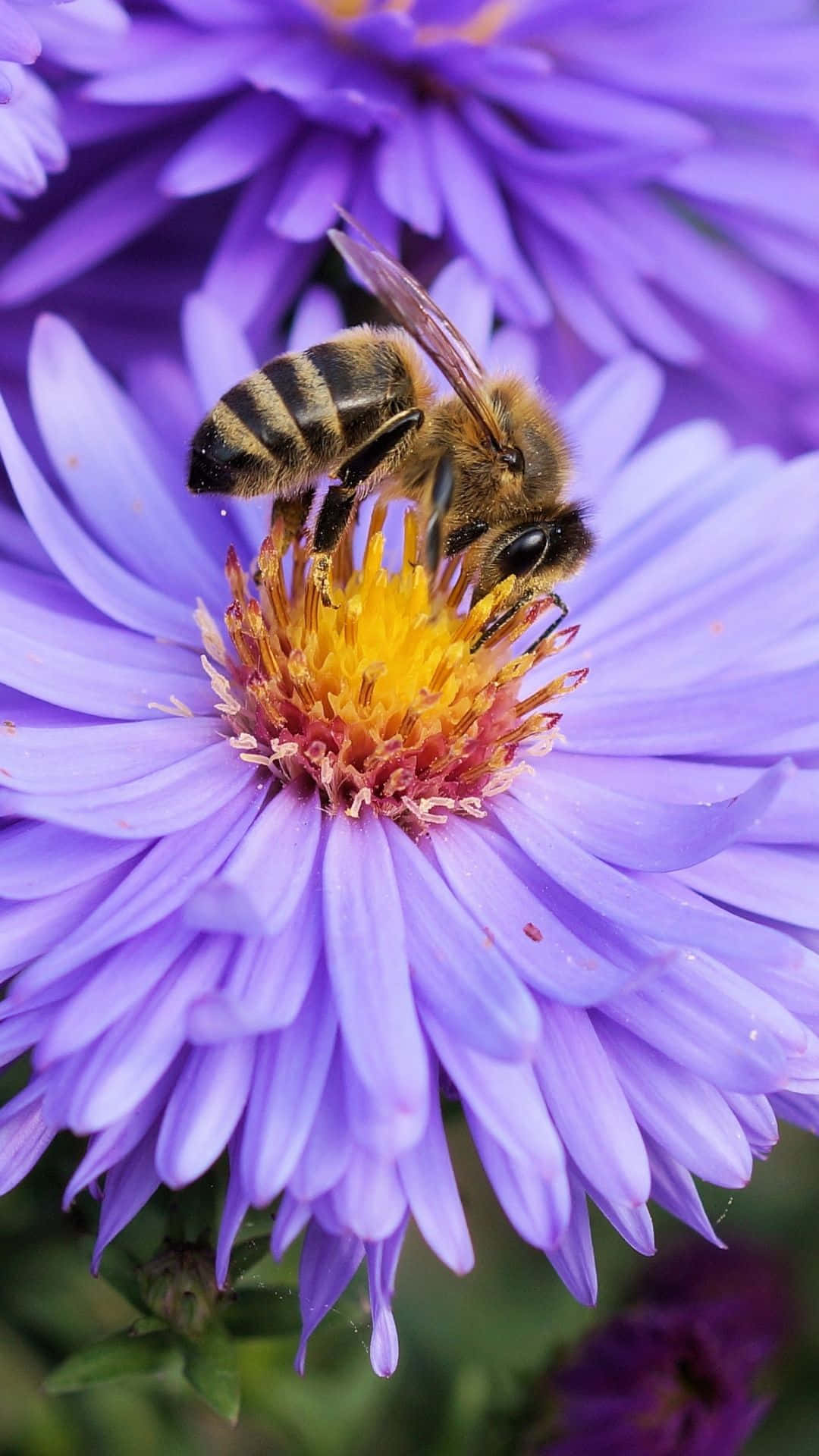 Bee Iphone Purple Flower Nectar Wallpaper