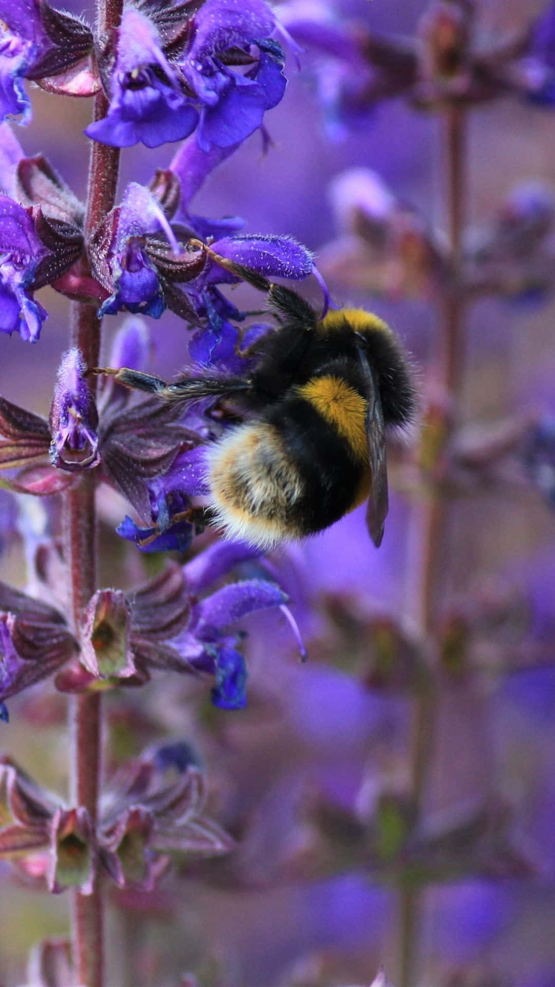 Bienenklettern Auf Lavendelbewachsenen Stängeln Iphone Wallpaper