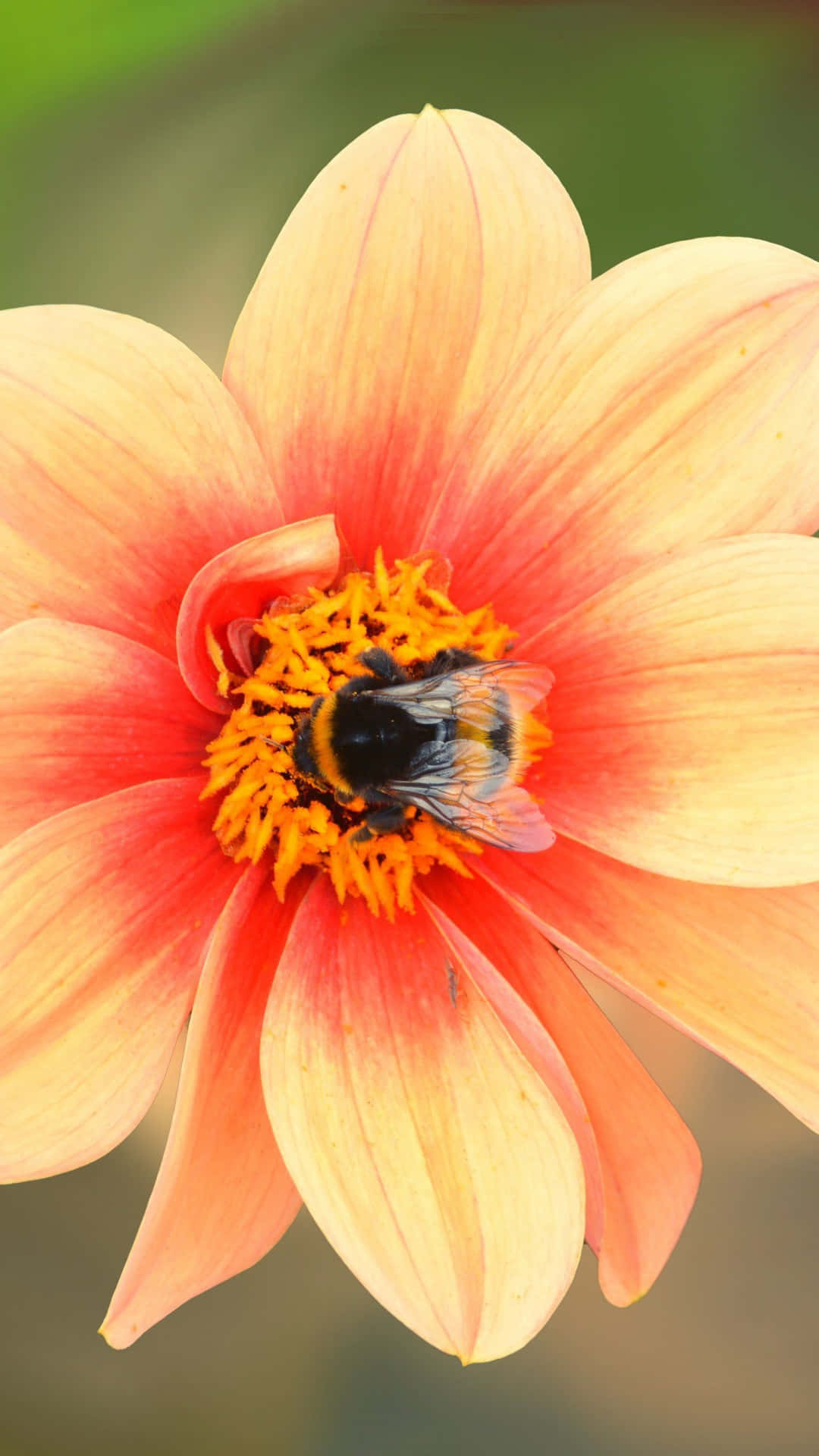 Bienenpfirsichblume Iphone Wallpaper