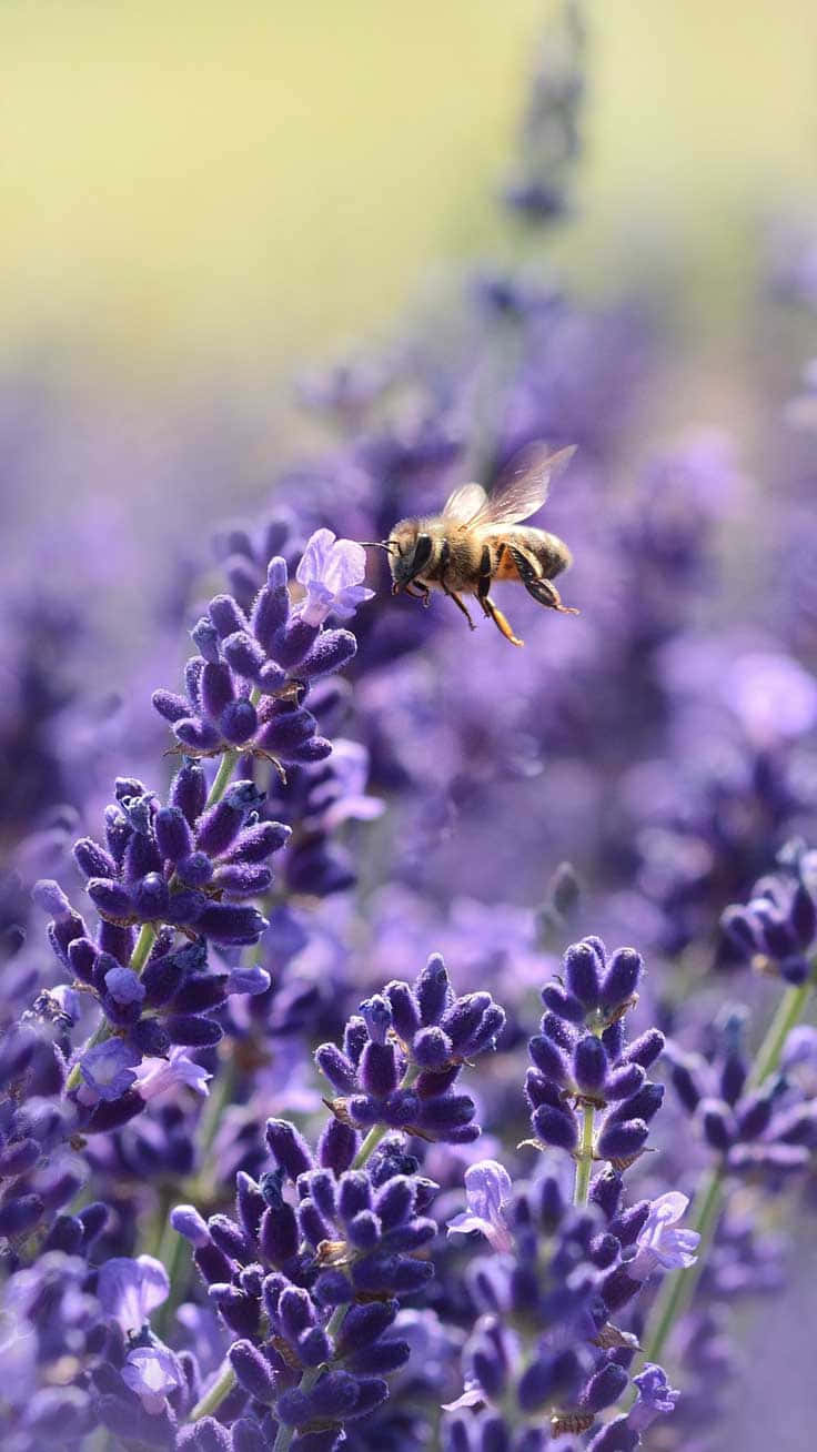 Bienenlavendelfeld Iphone Wallpaper