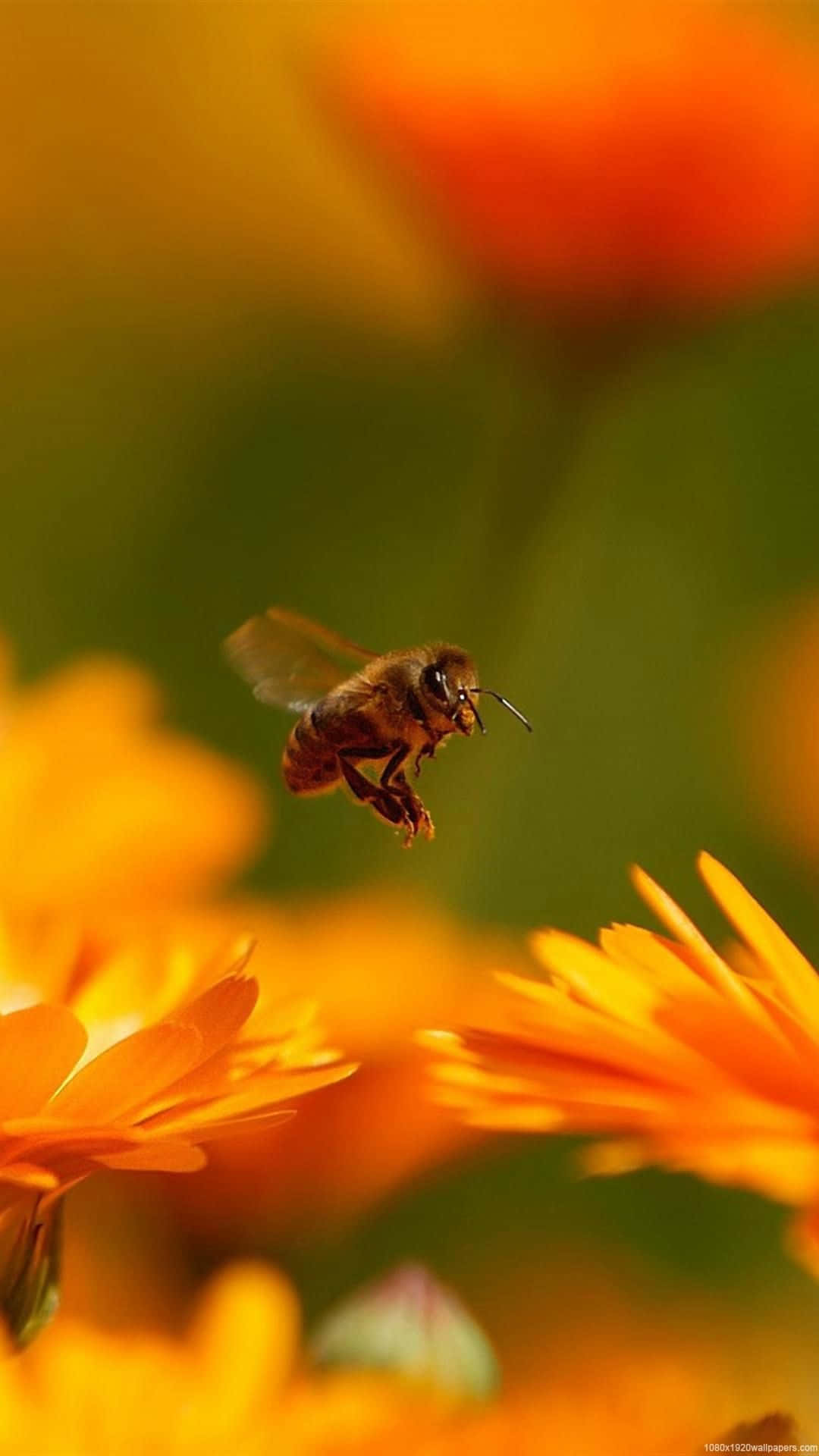 Bee Flying Through Orange Flowers Iphone Wallpaper