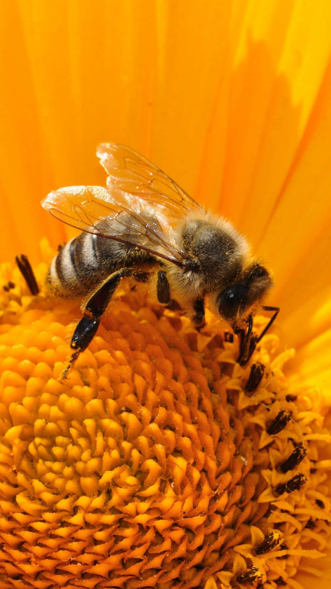 Bieneiphone Versammelt Sich Um Eine Sonnenblume. Wallpaper