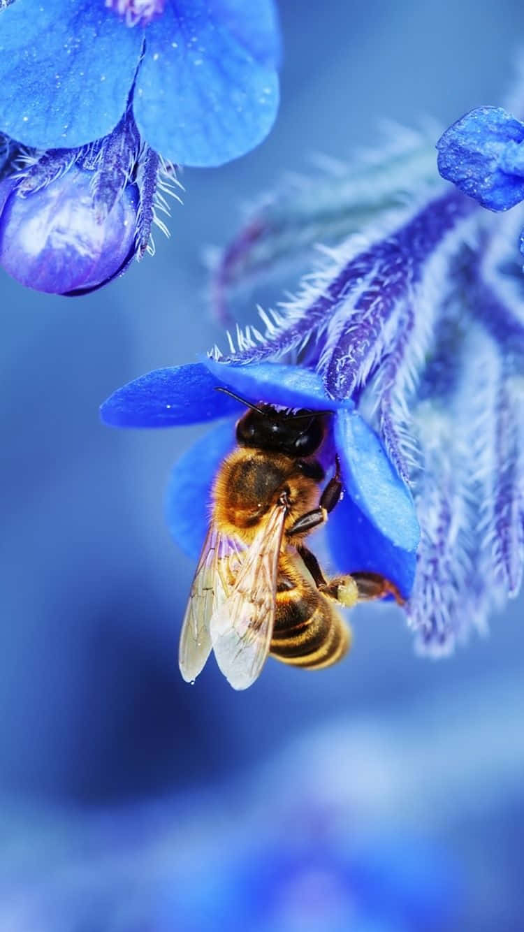 Bee Iphone Blue Flower Wallpaper
