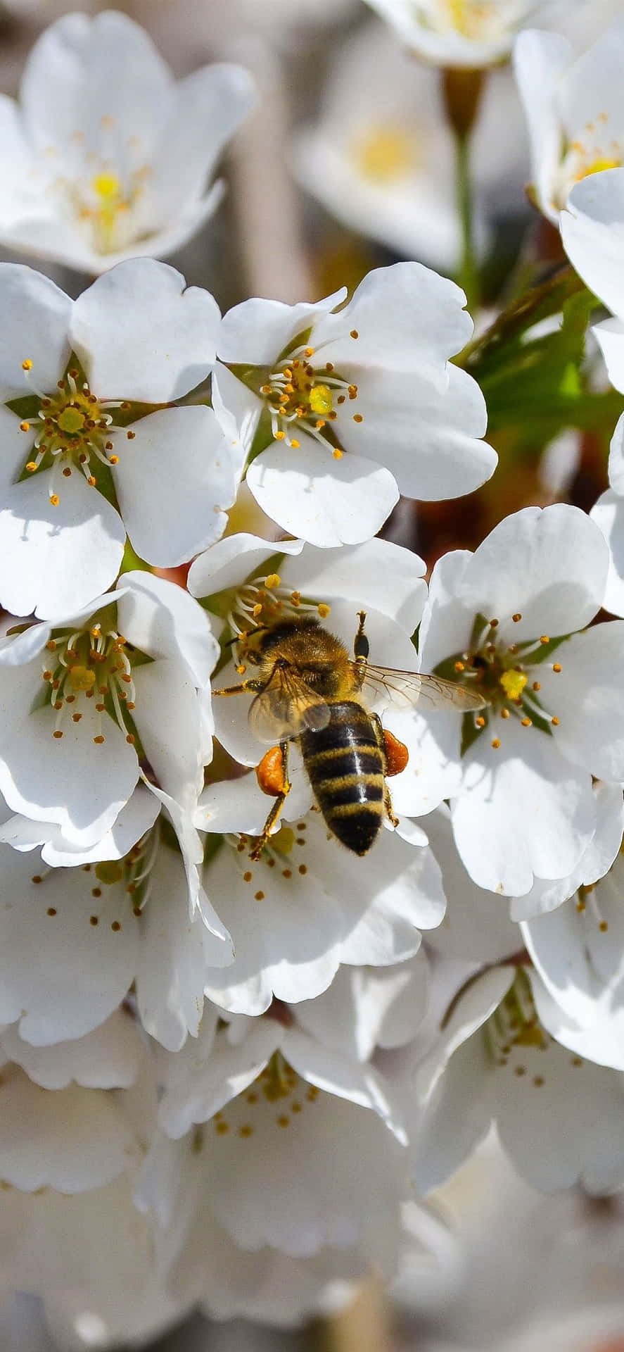Bienensammlungvon Weißen Blumen Auf Dem Iphone Wallpaper