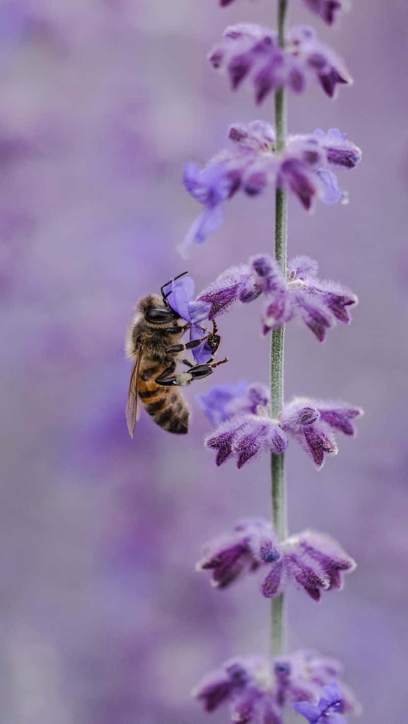 Bee Gathering From Purple Flowers Iphone Wallpaper