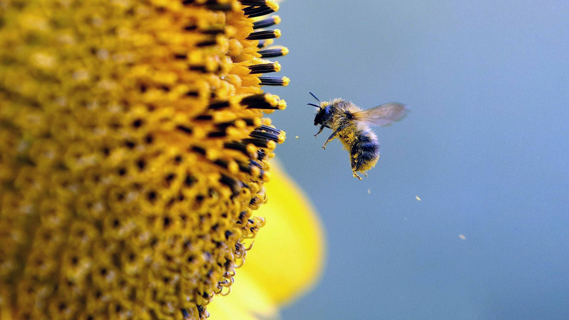 Bee Landing On A Large Flower Wallpaper
