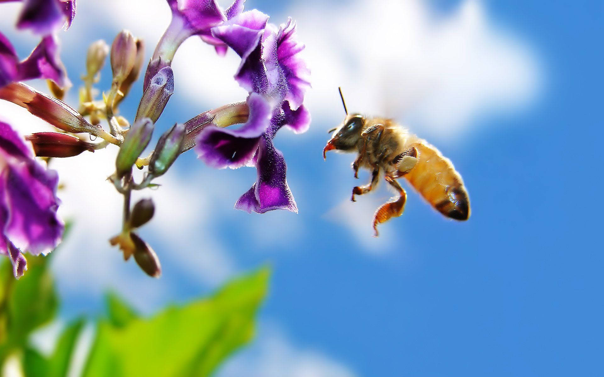 Bee Landing On An Orchid Wallpaper
