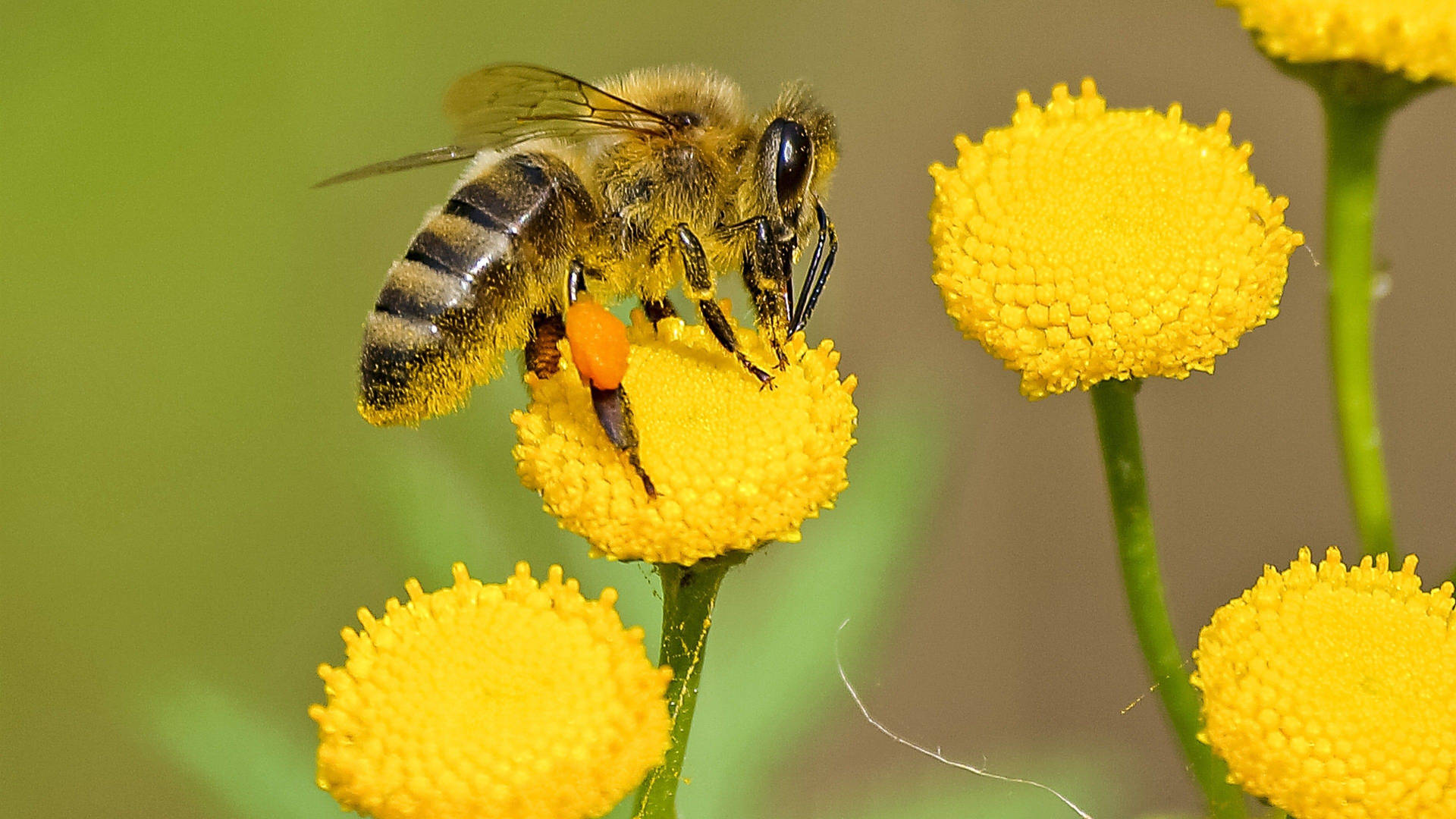 Bee On A Chrysanthemum Wallpaper