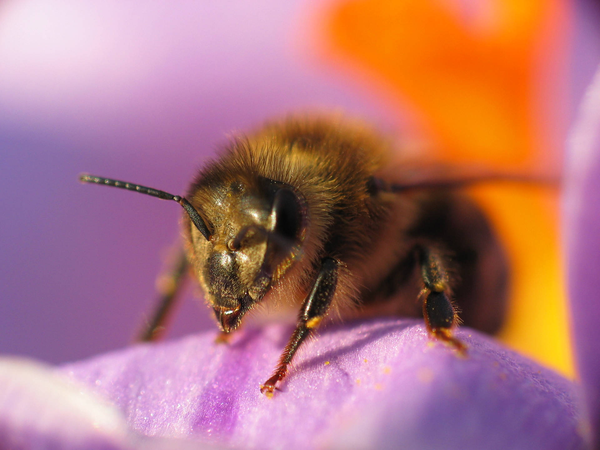 Bee On A Flower Petal Wallpaper