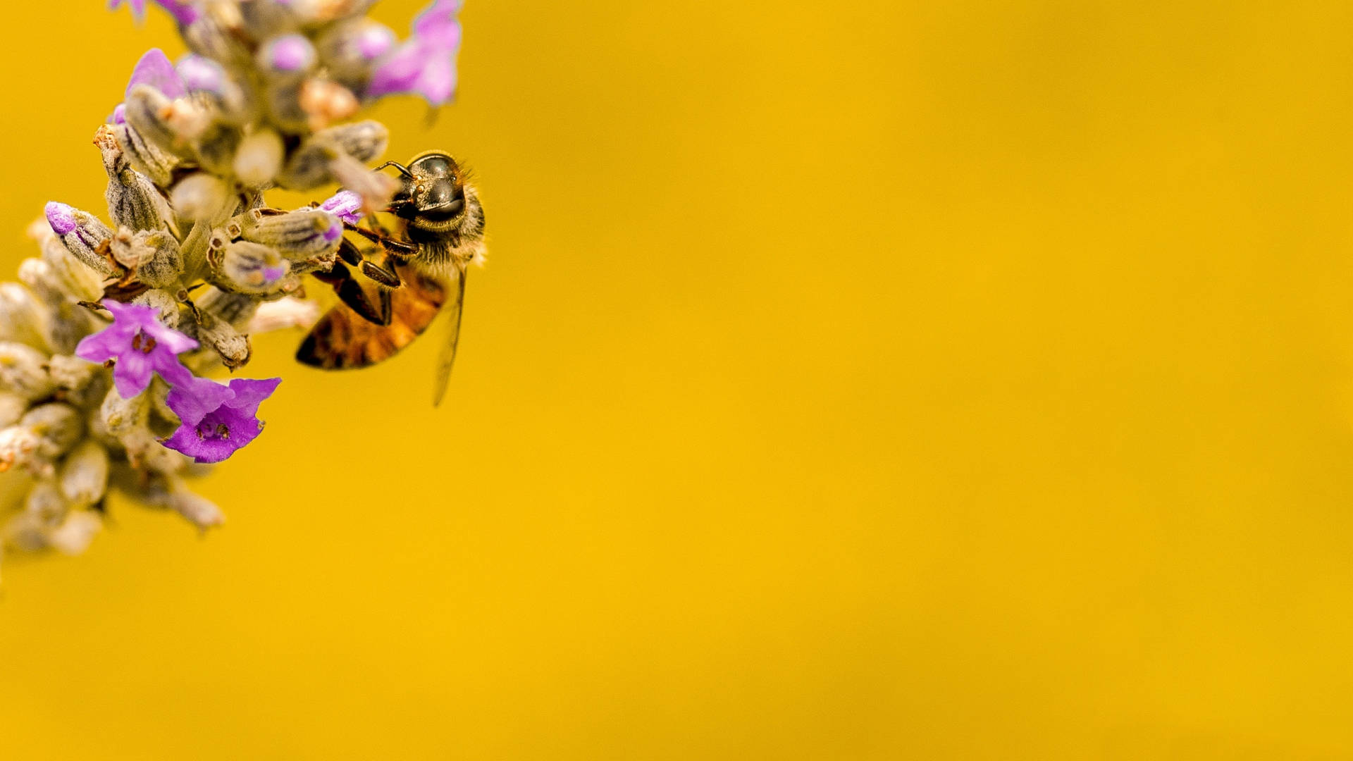 Bee On A Honey Lavender Plant Wallpaper