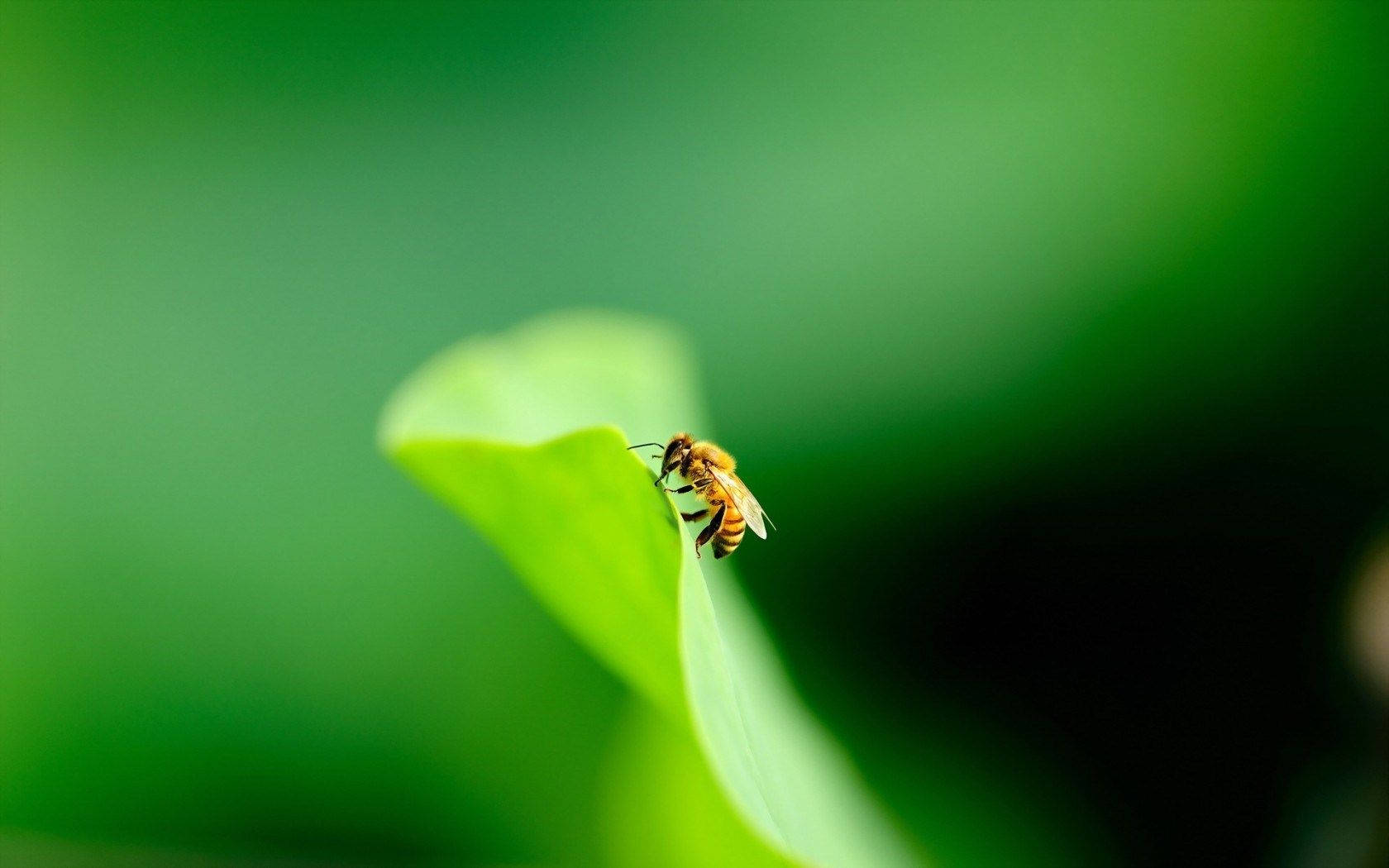Bee On A Leaf's Edge Wallpaper