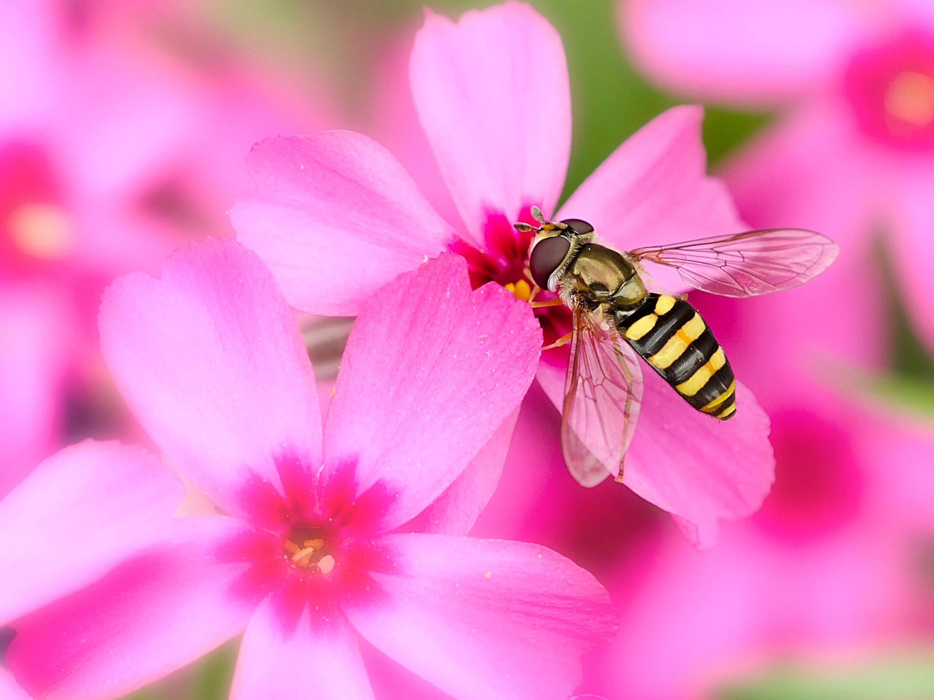 Bee On A Pink Pansie Wallpaper