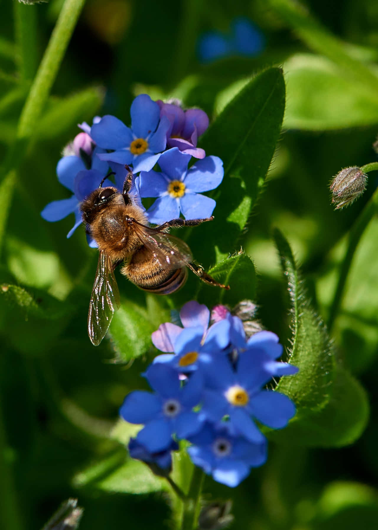 A Bee Collecting Nectar from Vibrant Blue Flowers Wallpaper