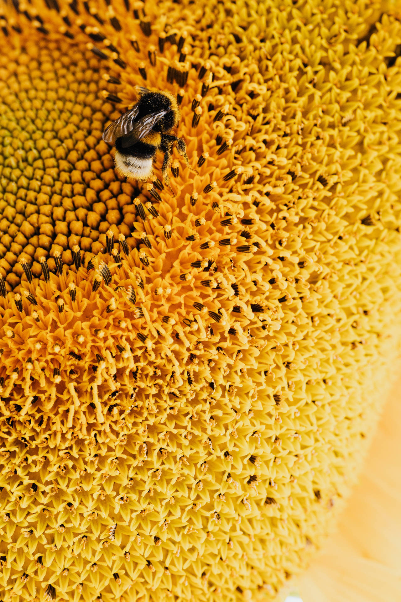 Bien på gule blomst HD iPhone tapet Wallpaper