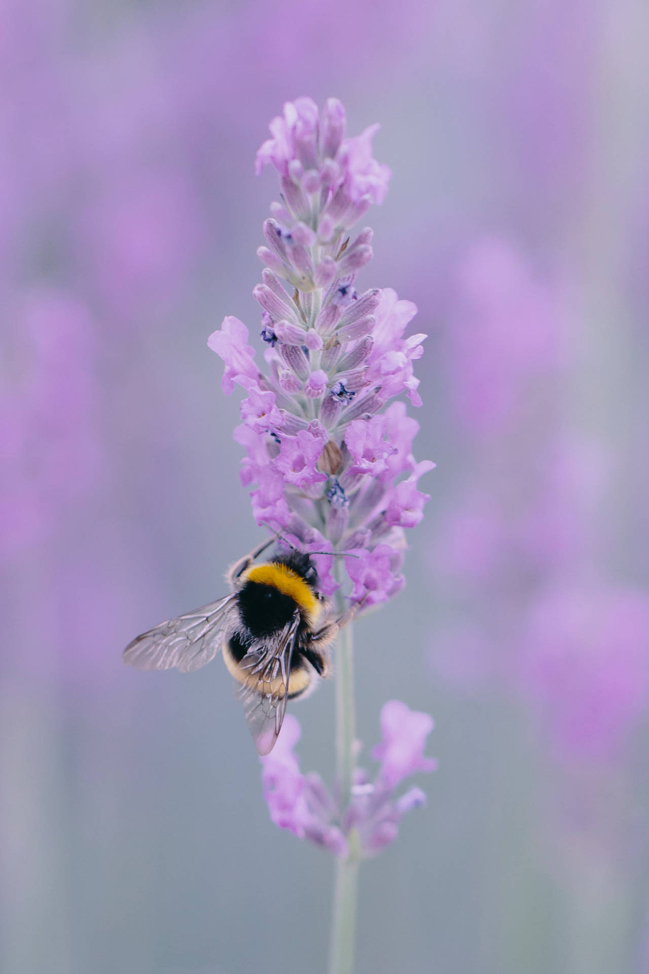 Bee On Lavender Flower Macro