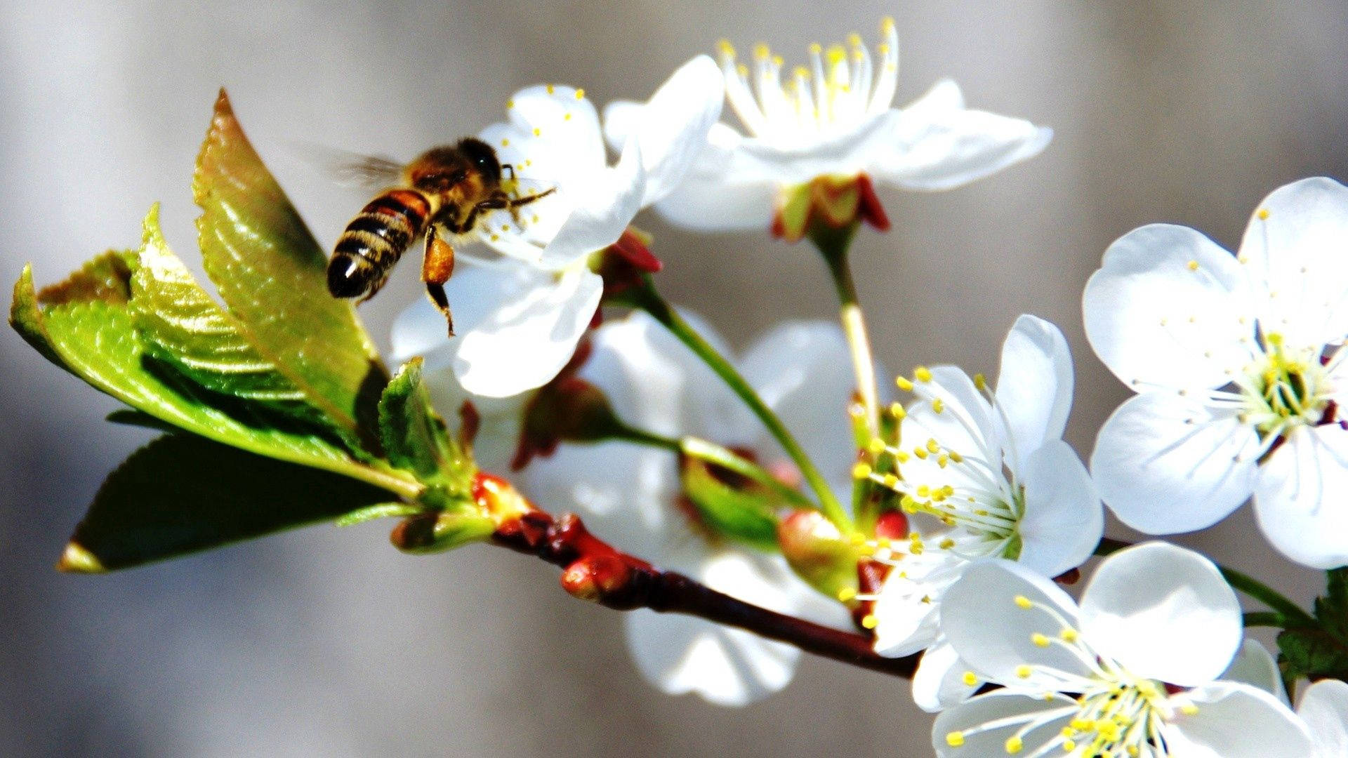 Bee On White Cherry Blossom Wallpaper