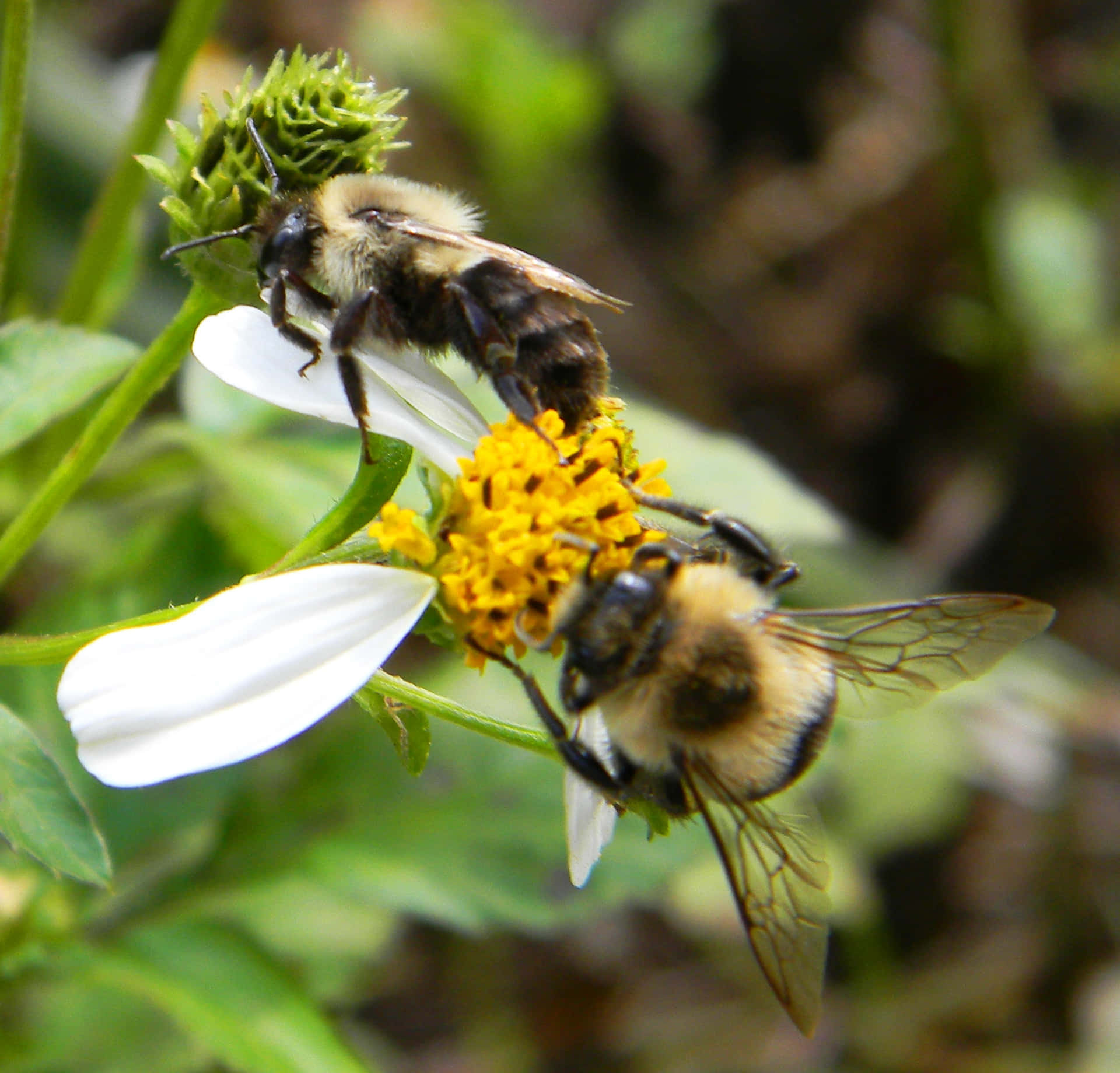 Bee Pictures