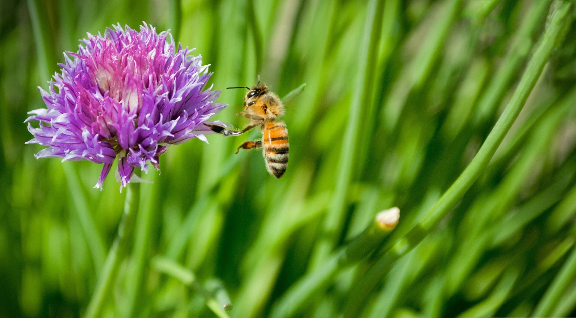 Bee Pollinating A Purple Daisy Wallpaper