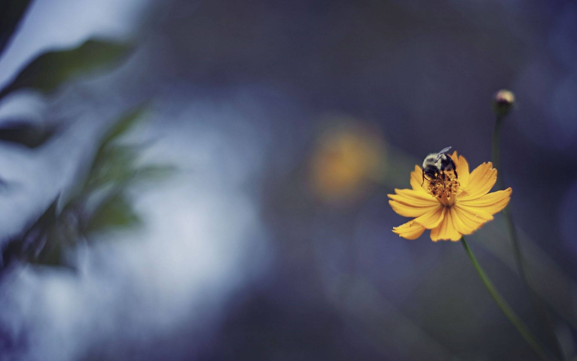 Bee Pollinating A Yellow Wild Flower Wallpaper