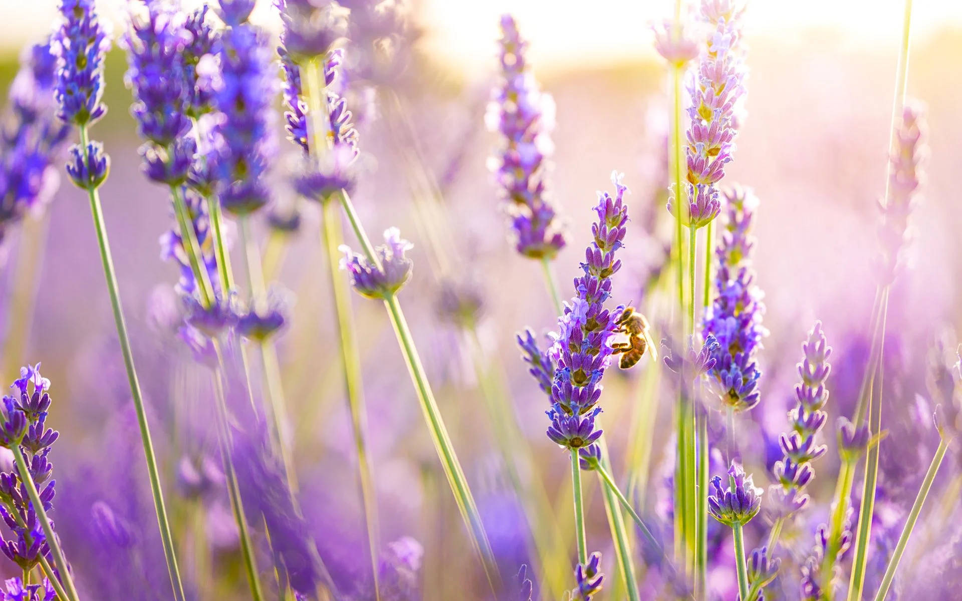 Bee Pollinating Lavender Desktop Wallpaper