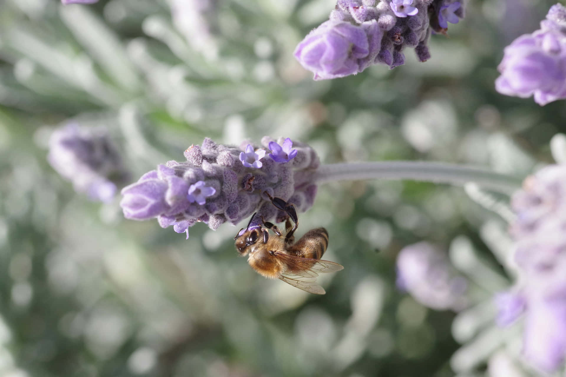 Bee Pollinating Mauve Lavender Flowers Wallpaper