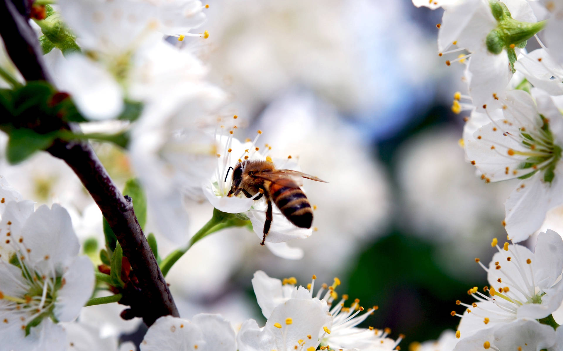 Bee Pollinating Sakura Flowers Wallpaper