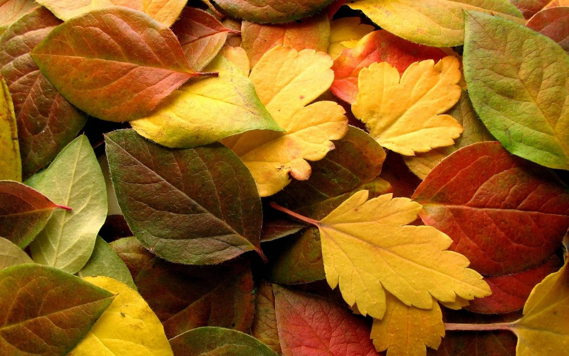 Orange, green and red Beech, Oaks, Dogwoods And Hickories  leaves on ground during autumn season.