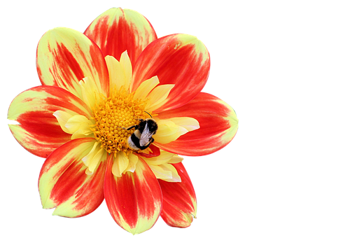Beeon Red Yellow Flower.jpg PNG