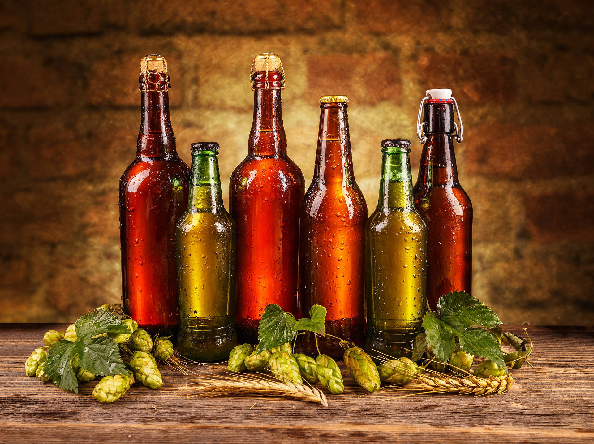 Chilled Beer Bottles Surrounded by Fresh Hops and Barleys Wallpaper