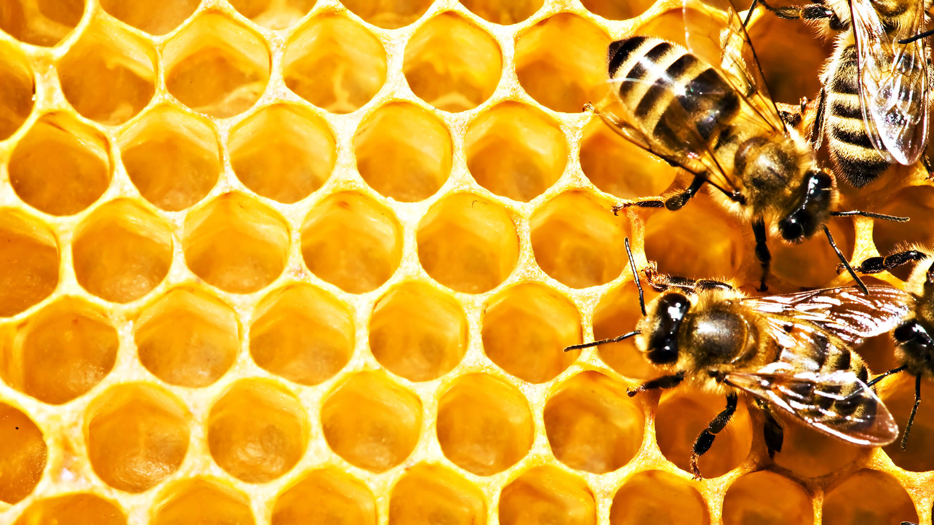 Bees Filling Up The Hive Wallpaper