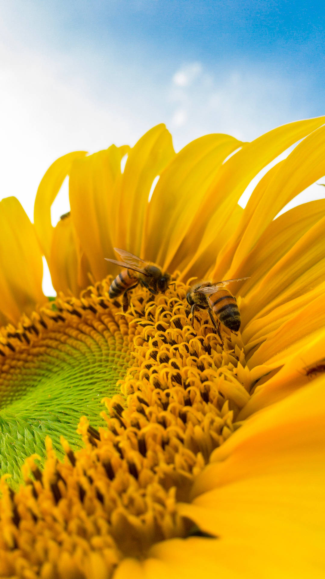 Bees In Sunflower Iphone Wallpaper